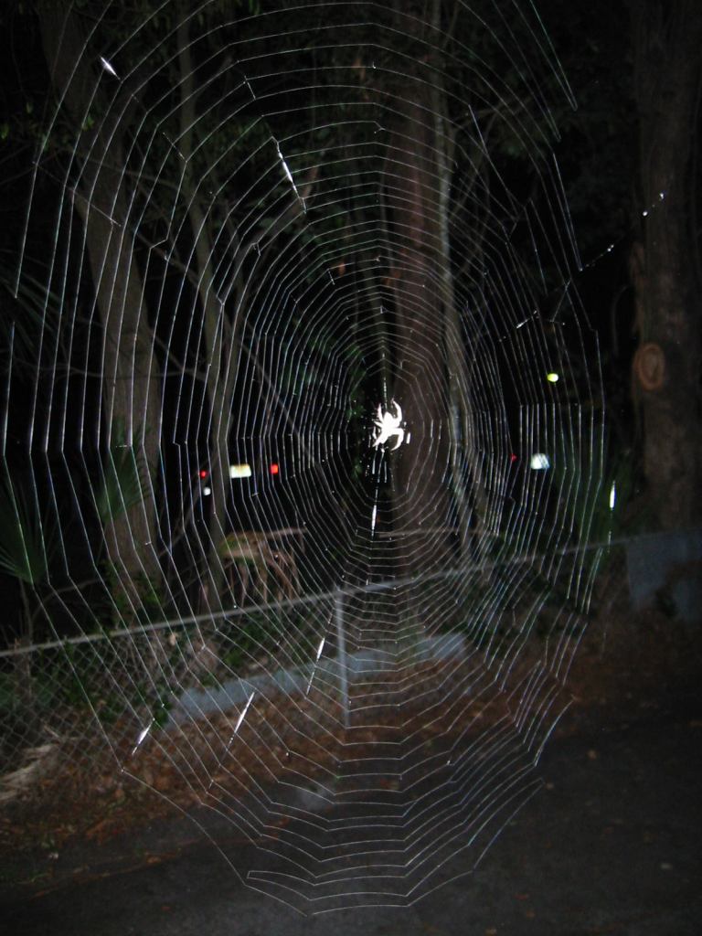 * Image 6
