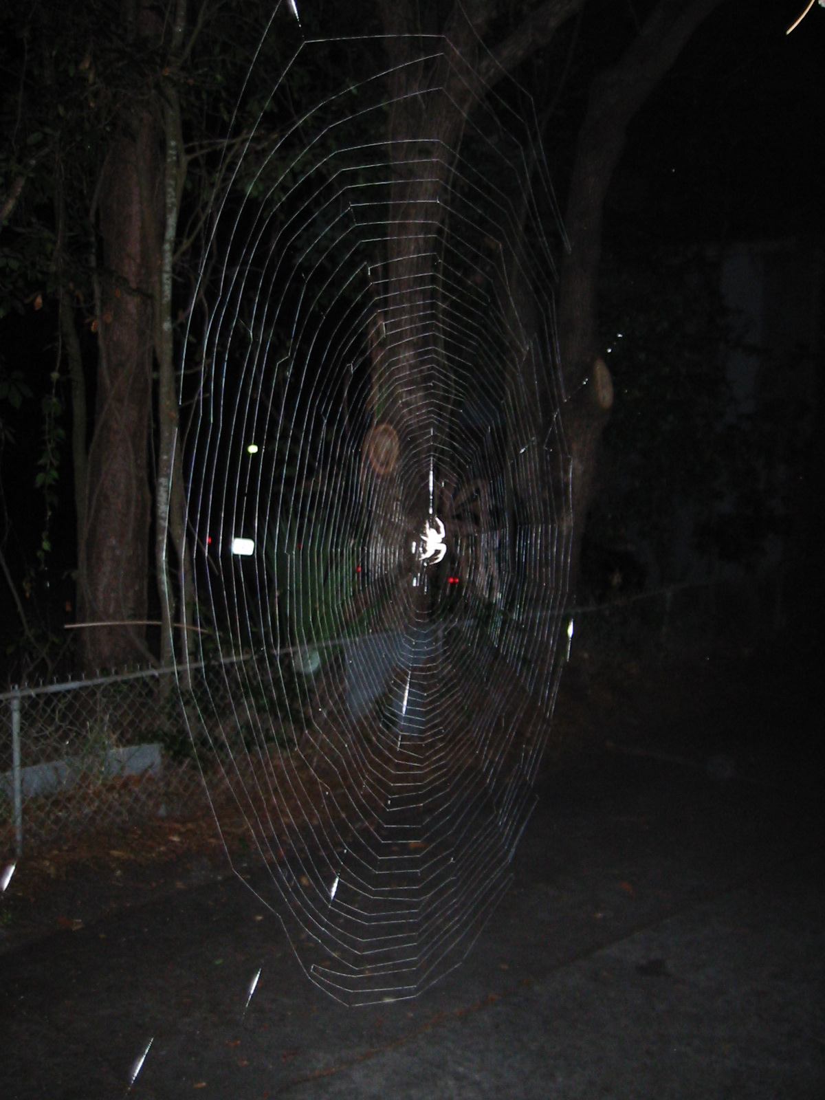 * Image 5