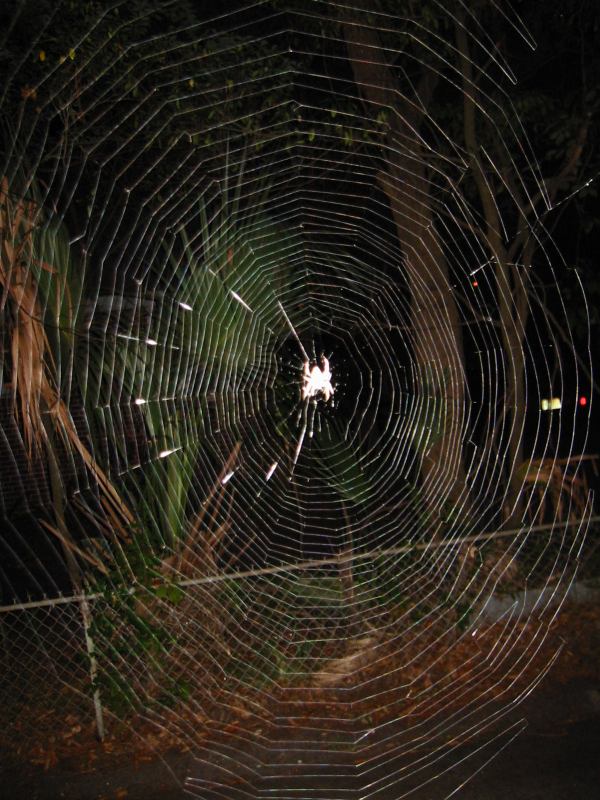 * Image 7