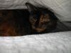 cold pussy.jpg - 2002:12:01 11:45:09