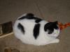 still fat.jpg - 2002:12:31 22:48:58