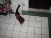 cat ass to trashcan, on left.jpg - 2003:04:03 07:27:28