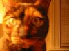 leela deadpan stare.jpg - 2003:02:20 21:45:18