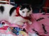 meatloaf says she's too sexy for her bandana.jpg - 2003:02:22 10:14:15