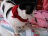 moo cow cat.jpg - 2003:02:22 10:14:21
