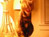 sabertooth.jpg - 2003:02:20 21:44:19