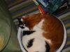 cat on cat action.jpg - 2003:01:03 23:48:07