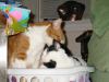 dirty head 1.jpg - 2003:01:03 23:46:45