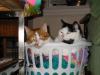 oh so lazy.jpg - 2003:01:03 23:46:10