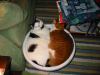 two fat sausages.jpg - 2003:01:03 23:45:48