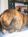 leela on back 2.jpg - 2003:01:03 23:47:24