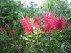 pink bottle brush.jpg - 2003:04:12 16:07:27