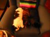 snausages.jpg - 2003:02:03 20:53:20