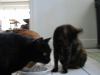 tuna juice - all gone.jpg - 2003:06:15 12:08:56