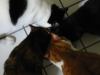 tuna juice - four heads in a bowl.jpg - 2003:06:15 12:07:18