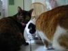 tuna juice - leela licking lips.jpg - 2003:06:15 12:08:18