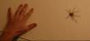 spider - to hand.jpg - 2003:05:08 20:50:43