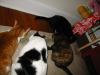 catnip lines 1.jpg - 2003:04:14 19:58:06