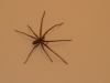 spider - close 2.jpg - 2003:05:08 20:50:28
