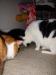 catnip lines 2.jpg - 2003:04:14 19:58:50