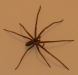 spider - close 1.jpg - 2003:05:08 20:50:14