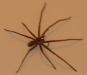 spider - close 3.jpg - 2003:05:08 20:51:08