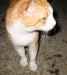 stray cat.jpg - 2003:09:06 23:26:20