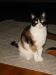 taymore.jpg - 2003:06:30 08:48:35