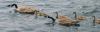 baby geese.jpg - 2003:07:03 12:06:24