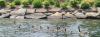 teenage geese.jpg - 2003:07:03 12:05:47