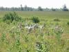 flock of goats 2.jpg - 2003:07:06 10:05:11