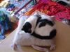 meatloaf on the mouse pillow.jpg - 2004:06:20 09:51:13