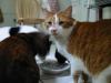 tuna juice - henry realizes the bowl is empty.jpg - 2003:06:15 12:08:06