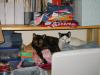 IMG_0015.JPG - 2002:04:28 16:44:57