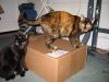 IMG_0108.JPG - 2002:04:15 22:12:43
